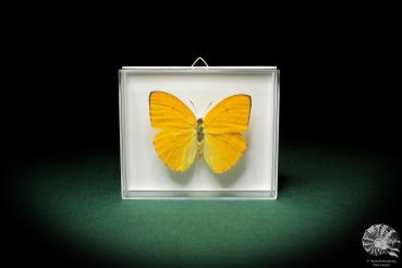 Phoebis argante (5218) a butterfly from South America | Taxidermy | Butterflies