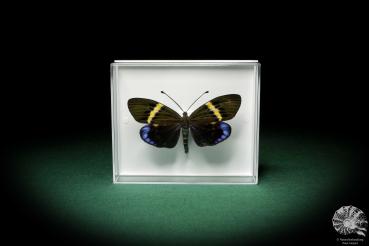 Eterusia repleta (5222) a butterfly from Southeast Asia | Taxidermy | Butterflies