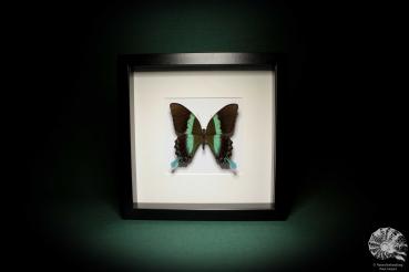 Papilio blumei (5318) a butterfly from Indonesia | Taxidermy | Butterflies