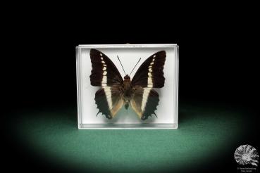 Charaxes brutus (5324) a butterfly from Africa | Taxidermy | Butterflies