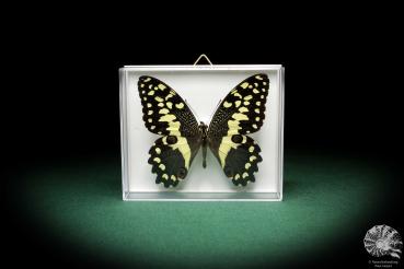 Papilio demodocus (5332) a butterfly from Africa | Taxidermy | Butterflies