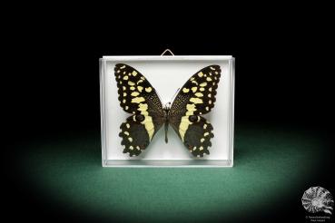 Papilio demodocus (5333) a butterfly from Africa | Taxidermy | Butterflies