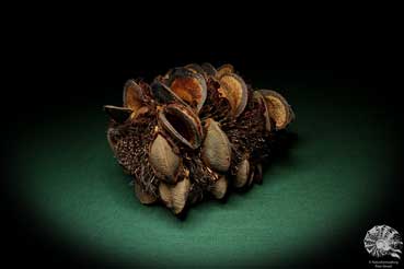 Banksia speciosa (5363) a dried fruit from Australia | Dried fruit