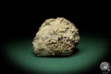 Syringopora spec. (5500) a coral from Sweden | Fossils | Corals