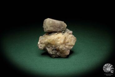Aragonit XX in Gips ein Mineral