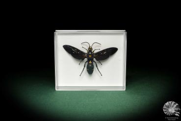 Megascolia procer (5617) a insect from Southeast Asia | Taxidermy | Other Insects