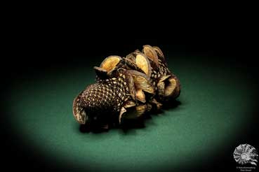 Banksia menziesii (6503) a dried fruit from Australia | Dried fruit