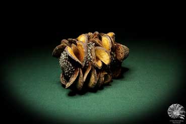 Banksia menziesii (6510) a dried fruit from Australia | Dried fruit