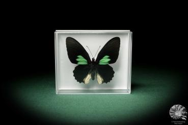 Parides sesostris (7103) a butterfly from South America | Taxidermy | Butterflies