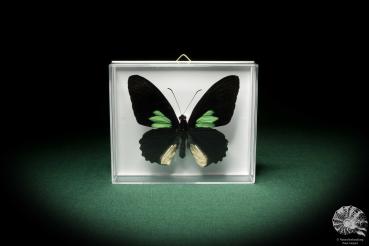 Parides sesostris (7105) a butterfly from South America | Taxidermy | Butterflies