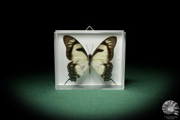 Eurytides dolicaon (7107) a butterfly from South America | Taxidermy | Butterflies