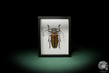 Enoplocerus armillatus (7158) a beetle from South America | Taxidermy | Beetles