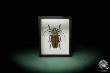 Enoplocerus armillatus ein Käfer