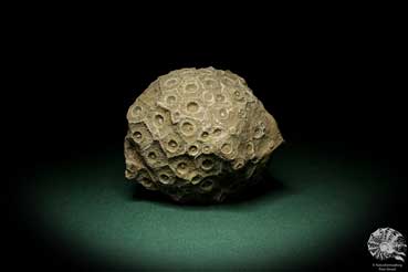 Hexagonaria hexagona (7235) a coral from Morocco | Fossils | Corals