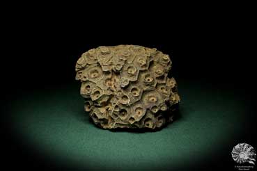 Hexagonaria hexagona (7242) a coral from Morocco | Fossils | Corals