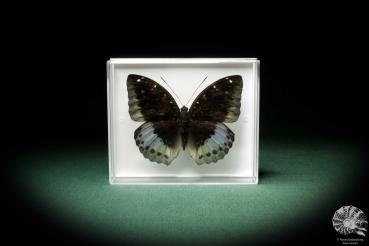 Euthalia dirtea pardalis (7812) a butterfly from Southeast Asia | Taxidermy | Butterflies