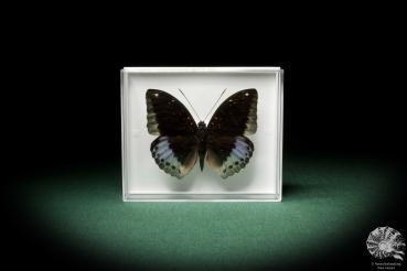 Euthalia dirtea pardalis (7813) a butterfly from Southeast Asia | Taxidermy | Butterflies