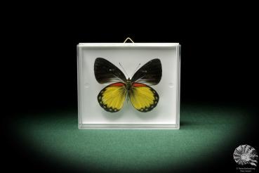 Delias oraia (7831) a butterfly from Indonesia | Taxidermy | Butterflies