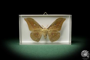 Antheraea pernyi (7845) a butterfly from Central China | Taxidermy | Butterflies