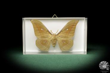 Antheraea pernyi (7848) a butterfly from Central China | Taxidermy | Butterflies