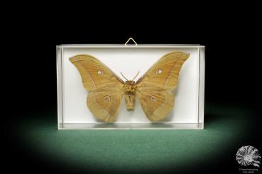 Antheraea pernyi (7850) a butterfly from Central China | Taxidermy | Butterflies