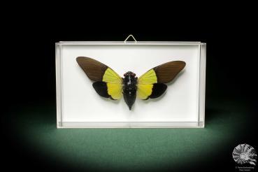 Trengganua sibylla (7855) a insect from Southeast Asia | Taxidermy | Other Insects