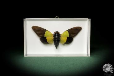 Trengganua sibylla (7857) a insect from Southeast Asia | Taxidermy | Other Insects