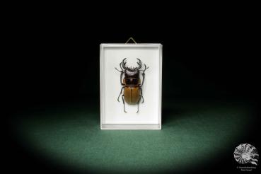 Odontolabis brookeana ein Käfer