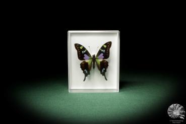 Graphium weiskei (7920) a butterfly from Indonesia | Taxidermy | Butterflies