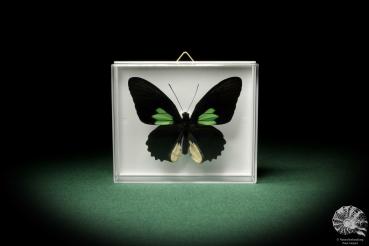 Parides sesostris (7921) a butterfly from South America | Taxidermy | Butterflies