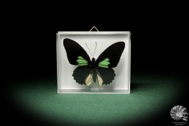 Parides sesostris (7922) a butterfly from South America | Taxidermy | Butterflies