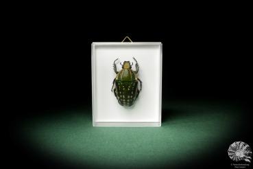 Mecynorhina polyphemus (7925) a beetle from Africa | Taxidermy | Beetles