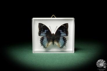 Charaxes smaragdalis (7928) a butterfly from Africa | Taxidermy | Butterflies