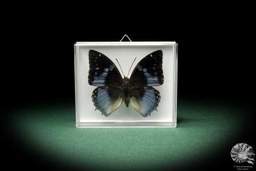 Charaxes smaragdalis (7929) a butterfly from Africa | Taxidermy | Butterflies