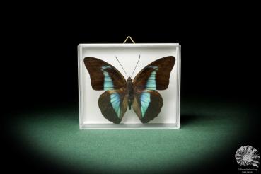 Archaeoprepona demophon (7937) a butterfly from South America | Taxidermy | Butterflies