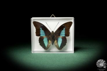 Archaeoprepona demophon (7938) a butterfly from South America | Taxidermy | Butterflies