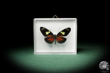 Heliconius doris (7941) a butterfly from South America | Taxidermy | Butterflies