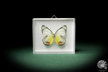 Delias periboea (7943) a butterfly from Southeast Asia | Taxidermy | Butterflies