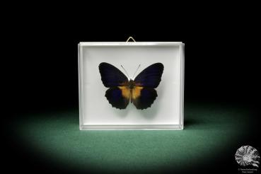 Cethosia lamarckii (7949) a butterfly from Asia | Taxidermy | Butterflies