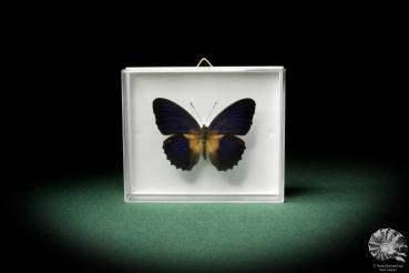 Cethosia lamarckii (7950) a butterfly from Asia | Taxidermy | Butterflies