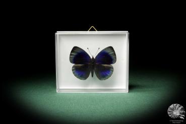 Asterope optima (7962) a butterfly from South America | Taxidermy | Butterflies