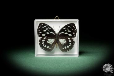 Euxanthe eurinome (7964) a butterfly from Africa | Taxidermy | Butterflies