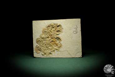 Ostrea socialis (8115) a shell from Germany | Fossils | Shells & Brachiopods