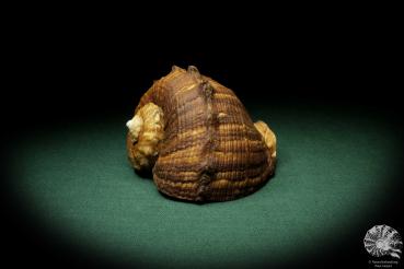 Rapana rapiformis (8183) a snail from Philippines | Conchylia | Snails