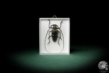 Batocera calanus (8424) a beetle from Indonesia | Taxidermy | Beetles