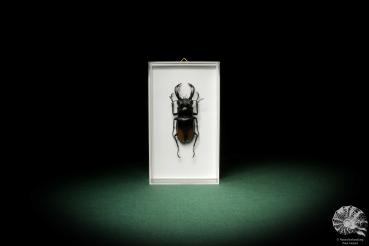 Hexarthrius parryi (8456) a beetle from Indonesia | Taxidermy | Beetles