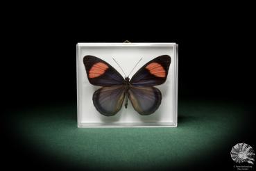 Batesia hypochlora (8463) a butterfly from South America | Taxidermy | Butterflies