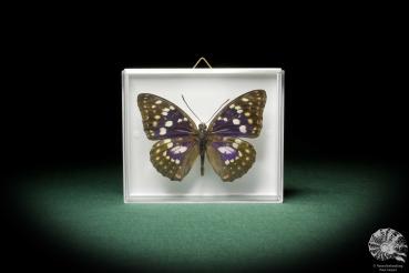 Sasakia charonda (8469) a butterfly from China | Taxidermy | Butterflies