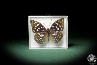 Sasakia charonda (8472) a butterfly from China | Taxidermy | Butterflies