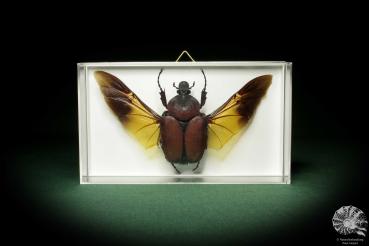 Fornasinius russus (8528) a beetle from East Africa | Taxidermy | Beetles